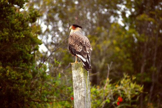 guarro o &aacute;guila​ isla de chiloe
