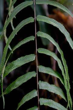 Macro close-up of tropical fern leaf with visible spores (Polypodiaceae)