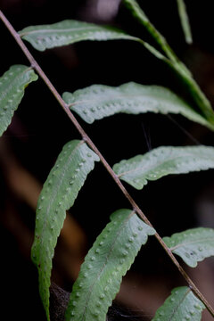 Macro close-up of tropical fern leaf with visible spores (Polypodiaceae)