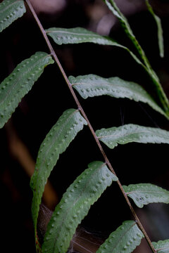 Macro close-up of tropical fern leaf with visible spores (Polypodiaceae)
