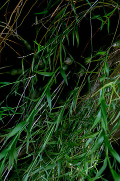 Casuarina equisetifolia Leaves &ndash; Hanging Needle-Like Tropical Foliage
