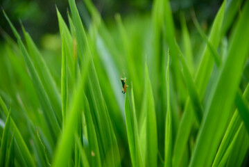 A small green grasshopper perched on a blade of bright green grass in a meadow.