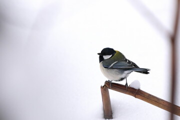 冬毛のシジュウカラ