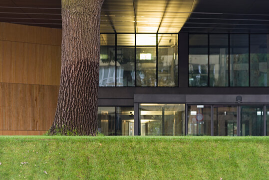 Modern glass office building with green lawn and large tree trunk in foreground