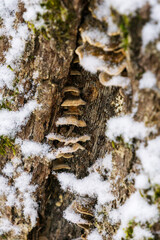 Mushrooms growing on tree bark covered with snow