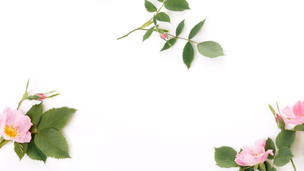 Wide wild rose floral banner on white background with copy space