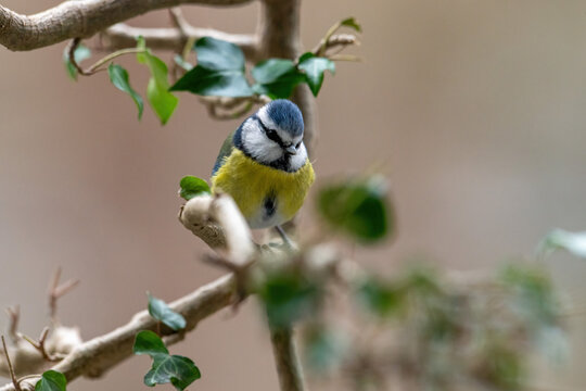 Blue tit Cyanistes caeruleus on a branch