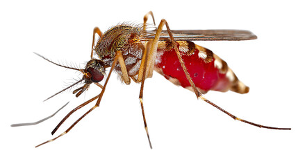 Mosquito, Vector of Disease: A detailed macro photograph captures a close-up of a mosquito, highlighting its anatomy, with emphasis on the abdomen filled with blood.