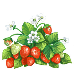 Ripe red strawberries isolated on a white background