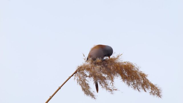 Wildlife - Birds. They feed on bearded reedling (Panurus biarmicus) birds, insects and reed seeds that live in large reeds in wetlands.