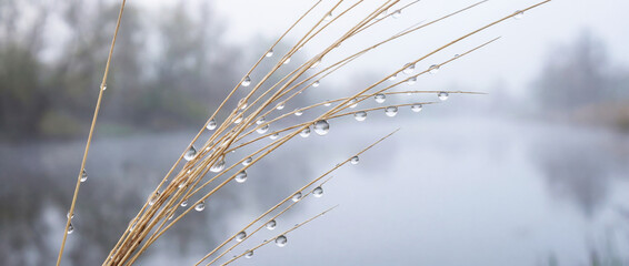 Morning dew drops on vegetation
