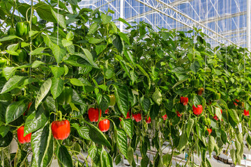 Professional industrial growth of red bell peppers in a Dutch greenhouse