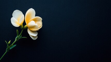 Fototapeta premium A single delicate white and yellow plumeria blossom on the dark navy background, creating a clean floral form