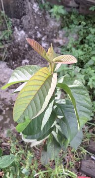 Close-Up of Young Guava Leaf Shoots (Psidium guajava) Fresh and Growing, Tropical Plant Video Footage