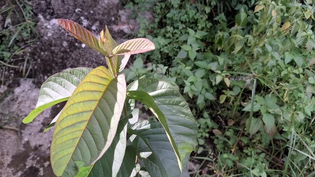 Close-Up of Young Guava Leaf Shoots (Psidium guajava) Fresh and Growing, Tropical Plant Video Footage