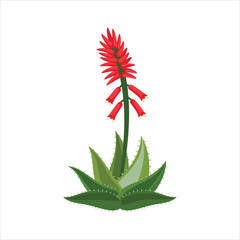 Red flower spiked succulent with green leaves illustration Vector