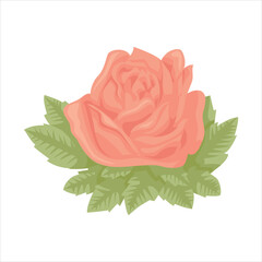 Elegant peach rose blossom with green leaves isolated vector art Vector