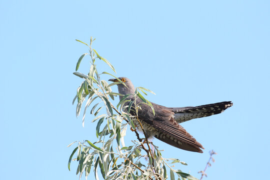 A close-up of a Eurasian cuckoo (Cuculus canorus) perched on a branch of an oleaster against a blue sky