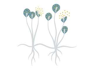 Mold Spore Cladosporium