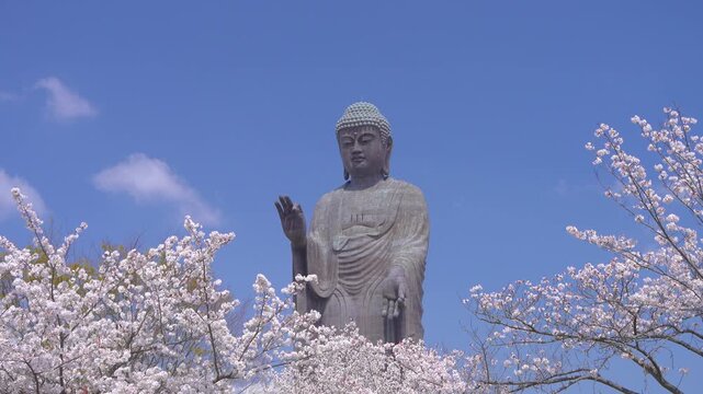 桜に包まれる牛久大仏