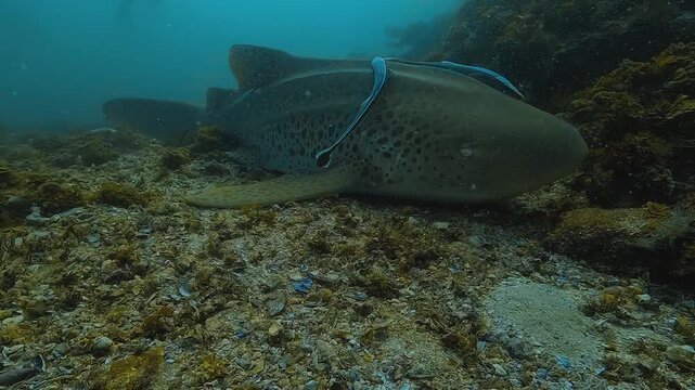 Three-quarter front view of a leopard shark resting on the seabed while a remora cleans its skin. Calm symbiotic behavior filmed at Julian Rocks, Byron Bay, Australia.