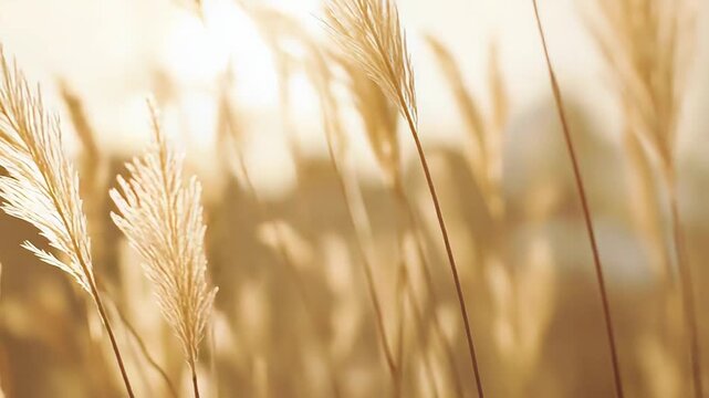 Golden pampas grass plumes sway gently, backlit by bright morning sun, creating a soft, warm atmosphere perfect for concepts of growth, nature, serenity, and tranquil outdoor beauty