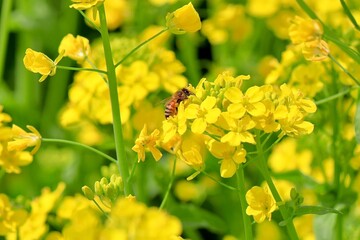 菜の花と働くミツバチ