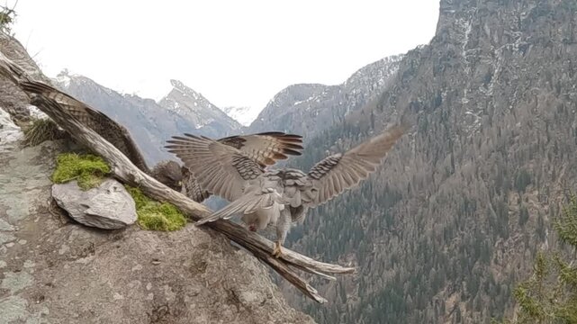 Common buzzard,Buteo buteo, Poiana comune, Goshawk, Astore (Accipiter gentilis)	