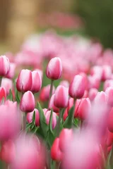 Fototapeten Tulpen Beautiful pink tulips field with blurred bokeh background. Bright pink tulip flowers in spring garden for nature or love concept. Vertical natural spring scene, soft focus texture for design. Close up  © Musashino