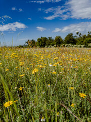 Wildflower meadow on the Delphi Riviera in springtime