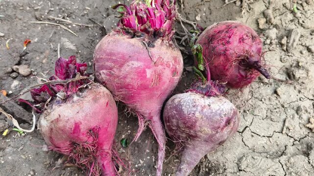 Freshly harvested raw beetroots with roots on dry cracked earth ground