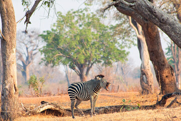 Obraz premium A Zebra having a laugh in South Luangwa national park in Zambia