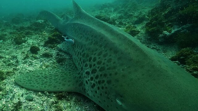 A leopard shark Stegostoma tigrinum rests on the sandy seabed while a remora rubs its belly along the shark&rsquo;s cartilaginous ridge. Calm symbiotic behavior filmed at Julian Rocks, Byron Bay.