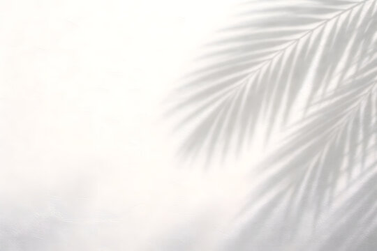 Empty white wall background with tropical palm leaf shadow overlay