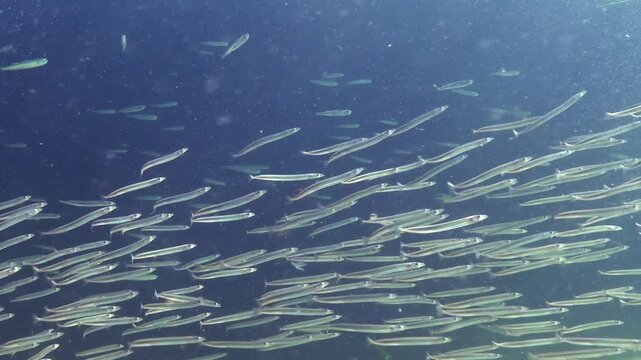 Large school of small fish, Mediterranean sand eel - Gymnammodytes cicerelus,  that can hide in the sand, Black Sea.