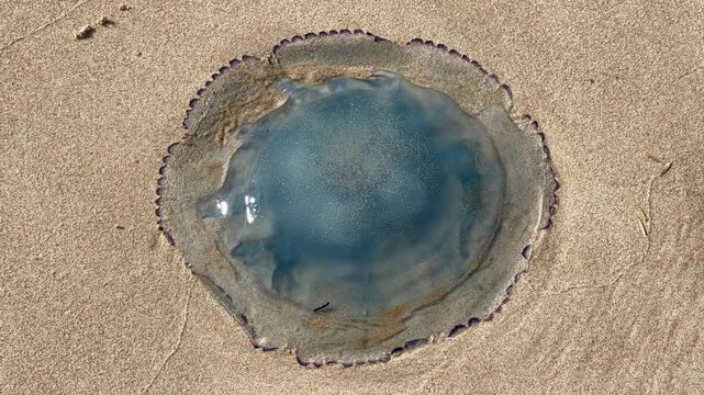Push in shot barrel jellyfish on beach Zoutelande North Sea