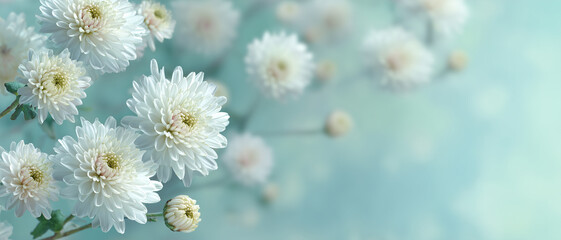菊の花の背景素材　仏事・葬儀・供養の優しく静かなイメージ