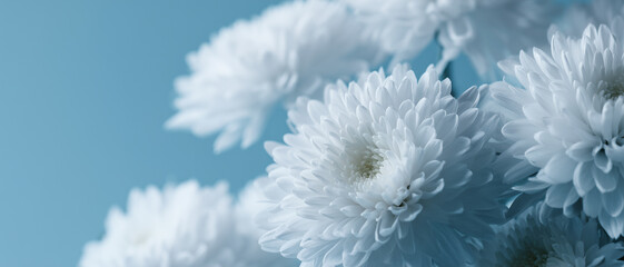 菊の花の背景素材　仏事・葬儀・供養の優しく静かなイメージ