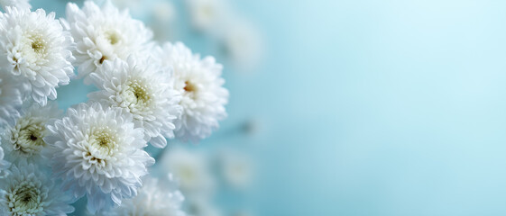 菊の花の背景素材　仏事・葬儀・供養の優しく静かなイメージ