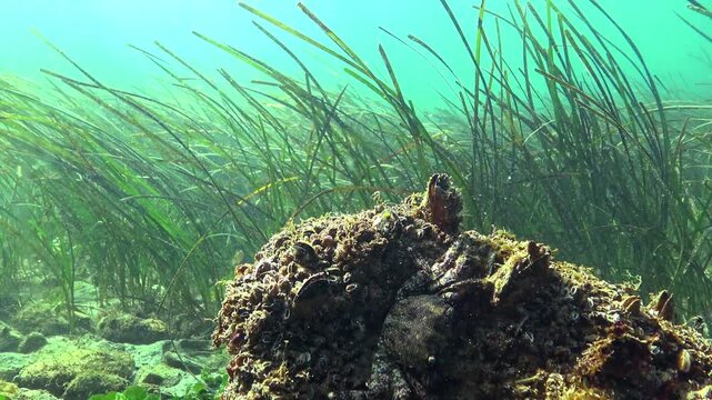 Marbled crab Pachygrapsus marmoratus on a stone with mussels against a background of seagrass Zostera marina in the Black Sea