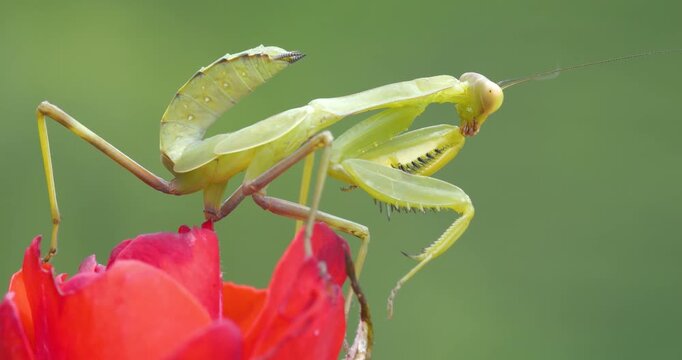 Close-up footage of a praying mantis, which lives in tropical, warm regions and feeds on small insects.