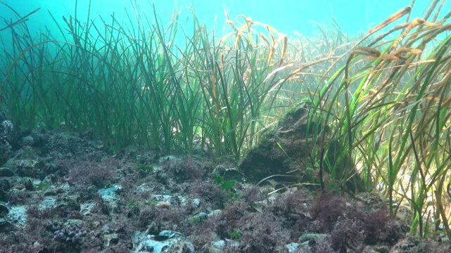 Seagrass Zostera marina in the Black Sea, gobies swimming near the seagrass