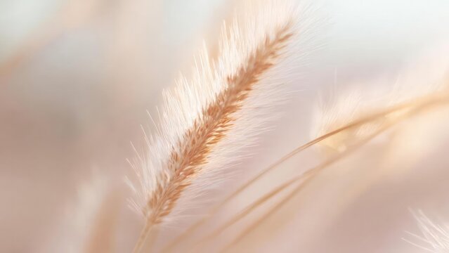 Close-up of a fluffy foxtail grass seed head. Concept Close-up, Foxtail grass seed head, Fluffy texture, Nature macro, Plant detail