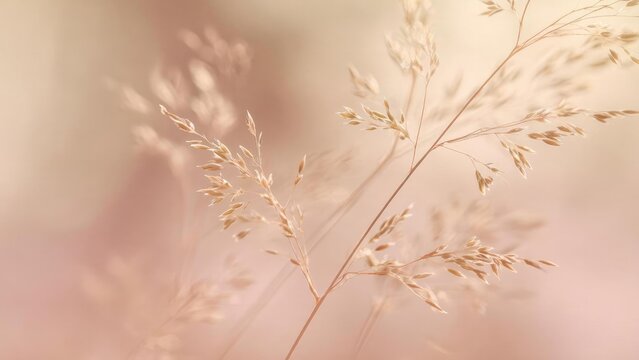Close-up of delicate dried grass stalks with seed heads against a soft peachy-beige blurred background. Concept Macro nature, Dried grass close-up, Seed heads texture, Soft peach background