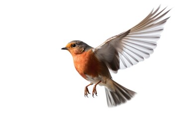 Fototapeta premium Robbons animal flying robin.