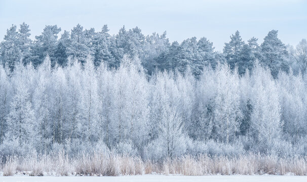 Birch and pine trees covered with snow on frosty Winter day