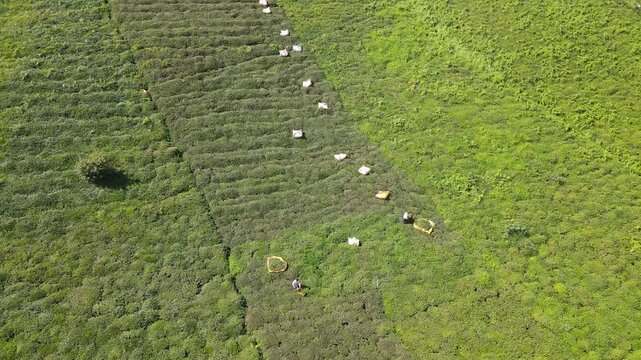 Footage of tea fields and people harvesting tea on steep, sloping slopes.