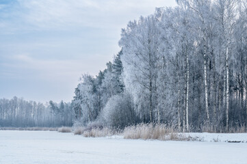 Frozen lake, birch and pine trees covered with snow on frosty Winter day