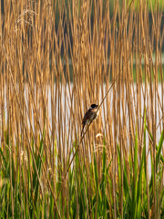 Reed bunting on reeds at Pickmere Lake, Pickmere, Knutsford, Cheshire, UK