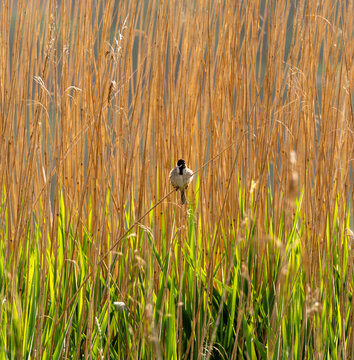 Reed bunting on reeds at Pickmere Lake, Pickmere, Knutsford, Cheshire, UK
